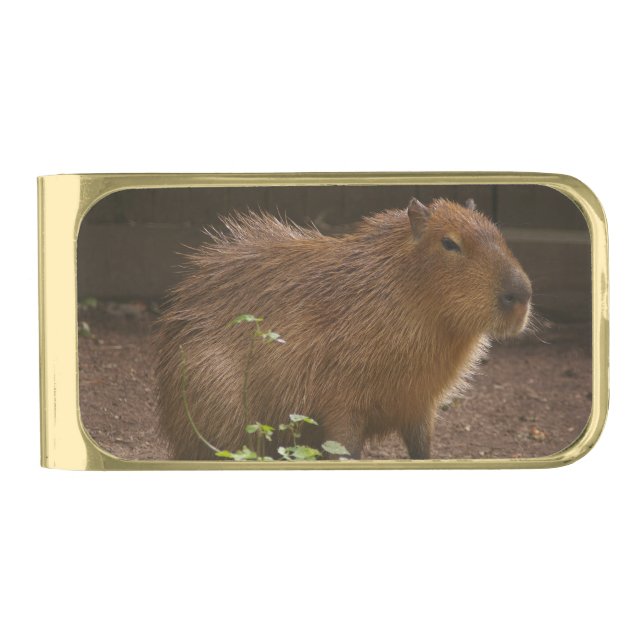 Capybara Gold Finish Money Clip (Front)