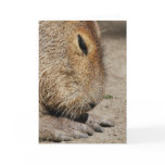 Capybara Greeting Card