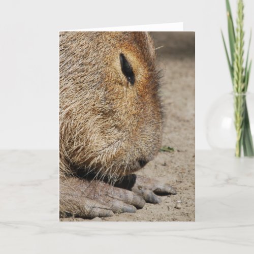 Capybara Greeting Card