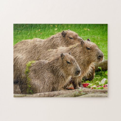 Capybara Group Jigsaw Puzzle