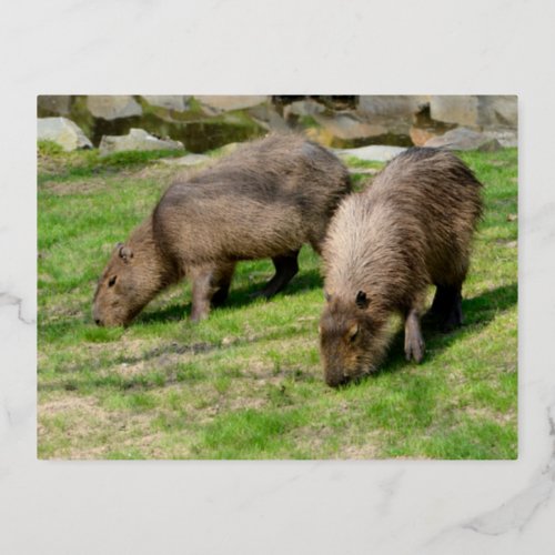 Capybara hydrochaeris foil holiday postcard