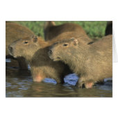 Capybara, Hydrochaeris hydrochaeris), world's (Front Horizontal)