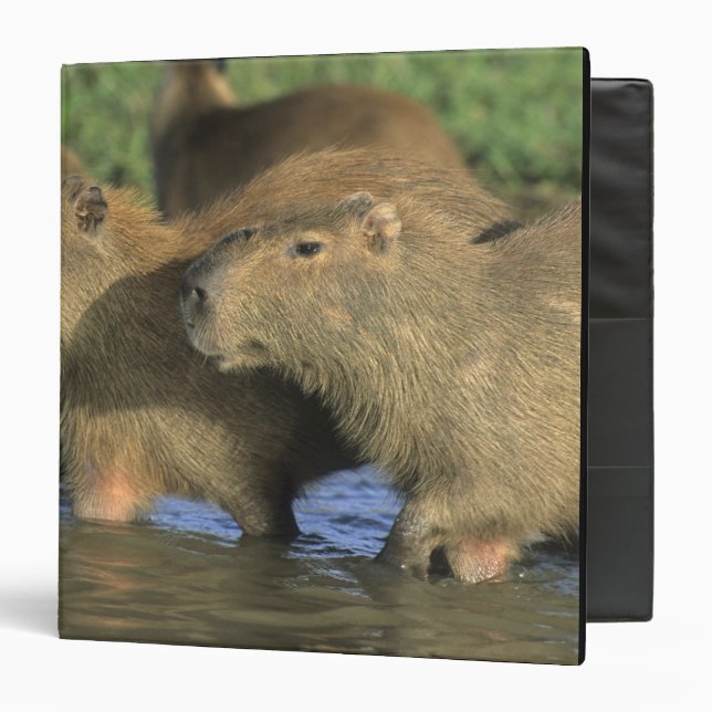 Capybara, Hydrochaeris hydrochaeris), world's 3 Ring Binder (Front/Inside)