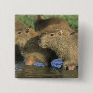 Capybara, Hydrochaeris hydrochaeris), world's Button