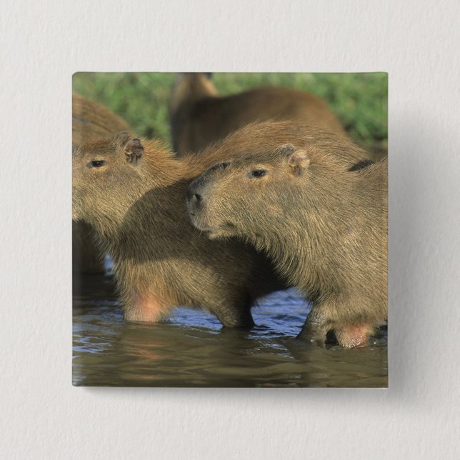 Capybara, Hydrochaeris hydrochaeris), world's Button (Front)