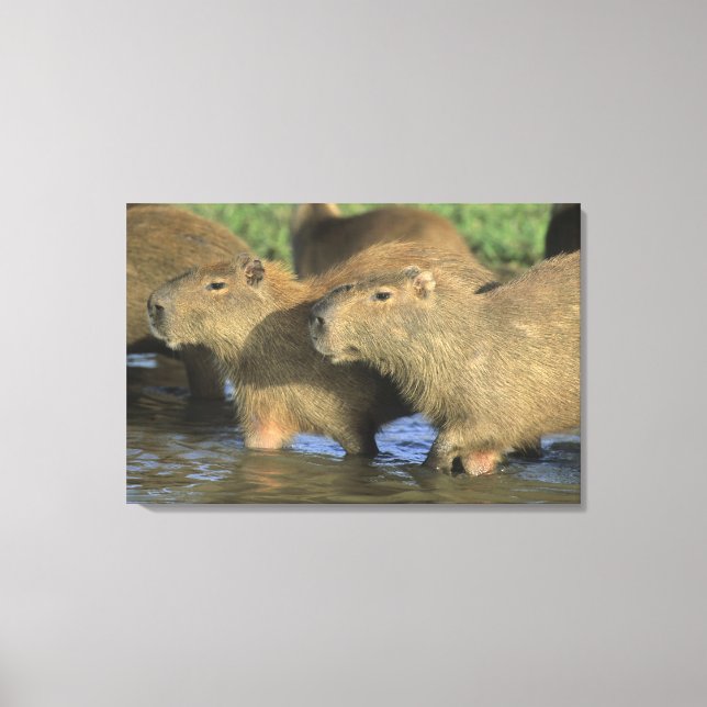 Capybara, Hydrochaeris hydrochaeris), world's Canvas Print (Front)