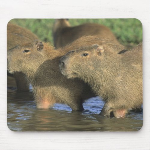 Capybara Hydrochaeris hydrochaeris worlds Mouse Pad