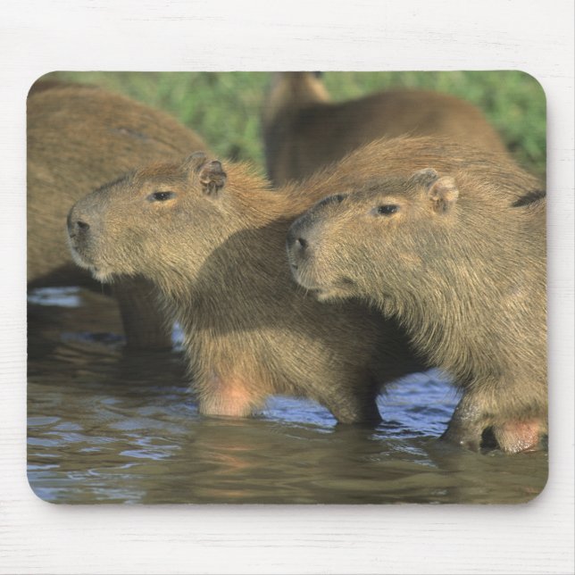 Capybara, Hydrochaeris hydrochaeris), world's Mouse Pad (Front)