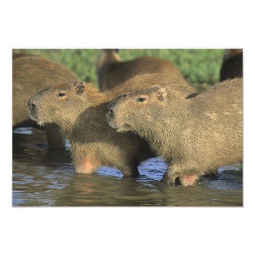 Capybara Hydrochaeris hydrochaeris worlds Photo Print