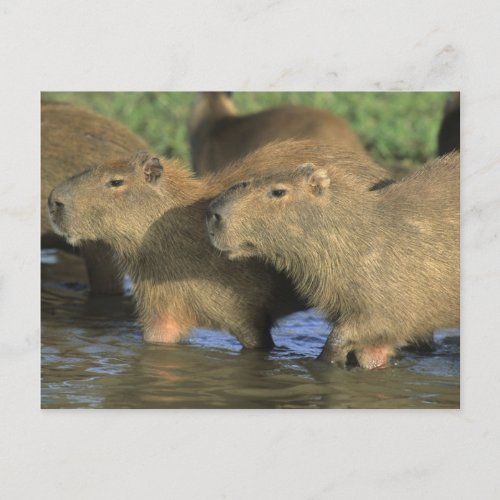 Capybara Hydrochaeris hydrochaeris worlds Postcard