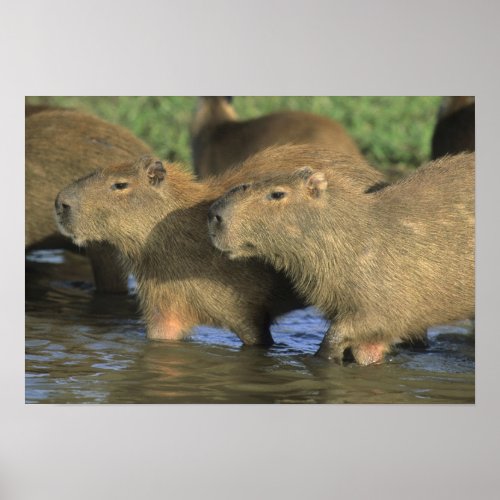 Capybara Hydrochaeris hydrochaeris worlds Poster