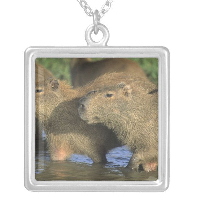 Capybara, Hydrochaeris hydrochaeris), world's Silver Plated Necklace (Front)