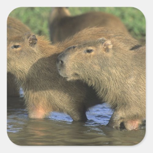 Capybara Hydrochaeris hydrochaeris worlds Square Sticker