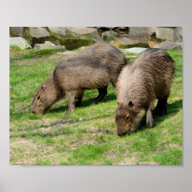Capybara hydrochaeris poster (Front)