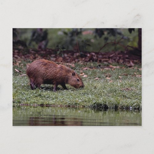 Capybara Hydrochoerus hydrochaeris Postcard