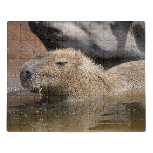 Capybara in water jigsaw puzzle