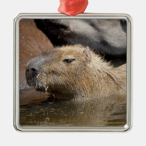 Capybara in water metal ornament