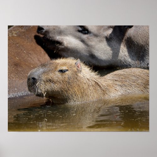 Capybara in water poster