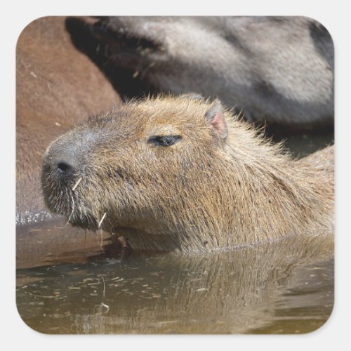 Capybara in water square sticker