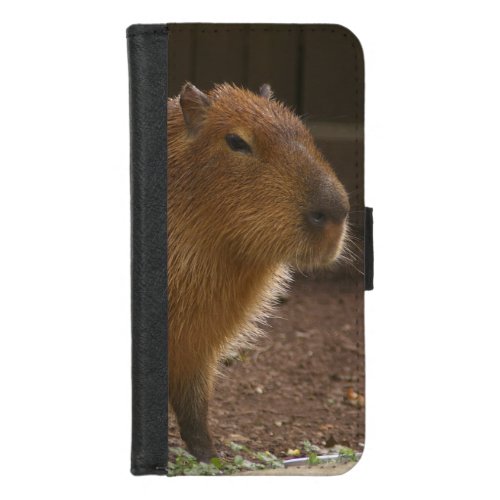 Capybara iPhone 87 Wallet Case