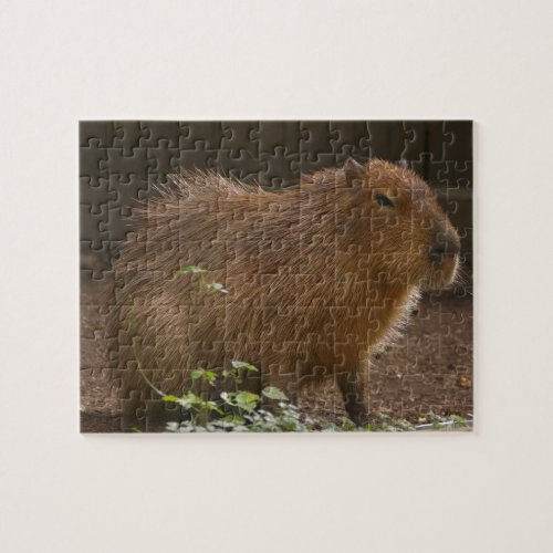 Capybara Jigsaw Puzzle