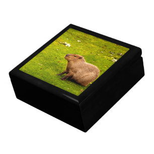 Capybara Keepsake Box