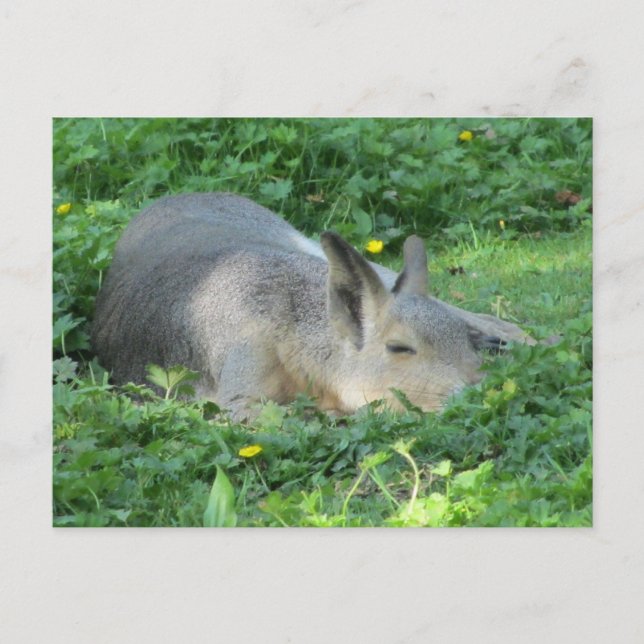 Capybara - Large Rodent Postcard (Front)