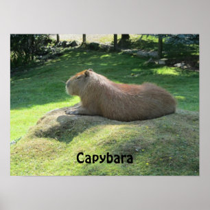 Capybara - Large Rodent Poster