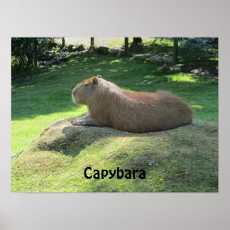 Capybara - Large Rodent Poster