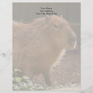 Capybara Letterhead