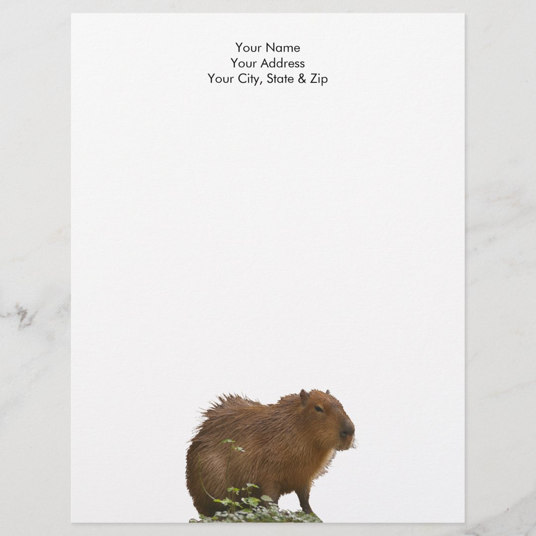 Capybara Letterhead | Zazzle