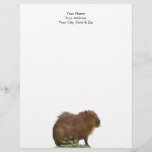 Capybara Letterhead<br><div class="desc">Photograph of a cute capybara. Customize by adding text or by changing the background color to suit yourself.</div>