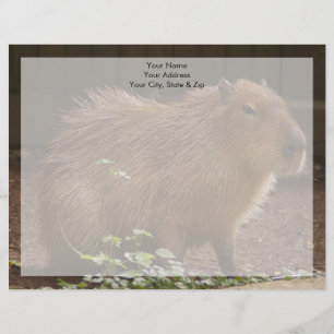 Capybara Letterhead