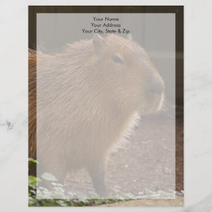 Capybara Letterhead