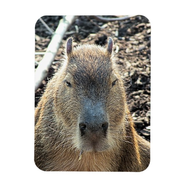 CAPYBARA MAGNET (Vertical)