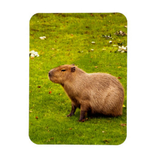 Capybara Magnet