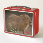 Capybara Metal Lunch Box<br><div class="desc">Photograph of a capybara at the Brandywine Zoo in Wilmington, Delaware.</div>