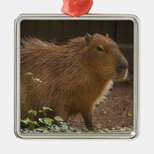 Capybara Metal Ornament