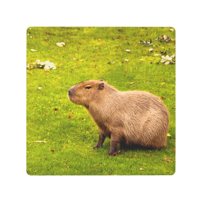 Capybara Metal Print (Front)