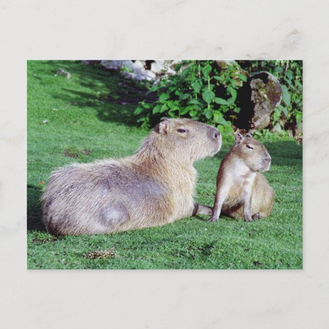 Capybara Mom and Son Postcard (Front)