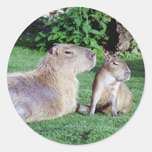 Capybara Mom and Son Stickers (Front)