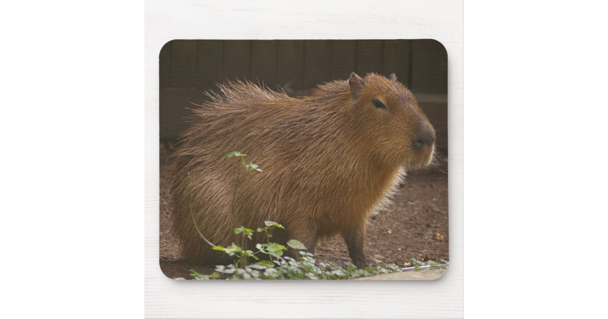 Capybara Mouse Pad | Zazzle