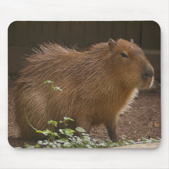 Capybara Mouse Pad (Front)