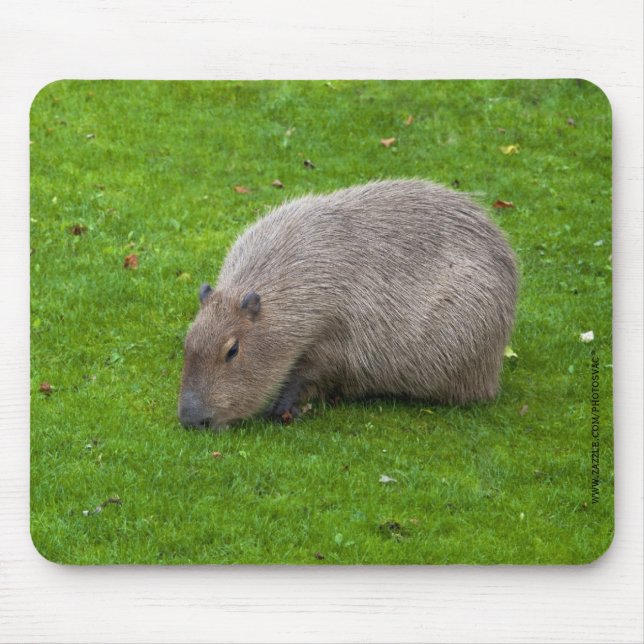 Capybara Mousepad (Front)
