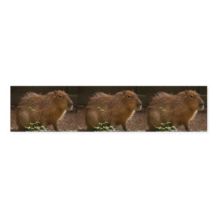 Capybara Napkin Bands