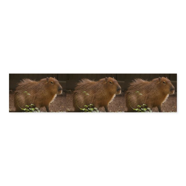 Capybara Napkin Bands (Unfolded)