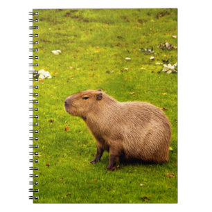 Capybara Notebook