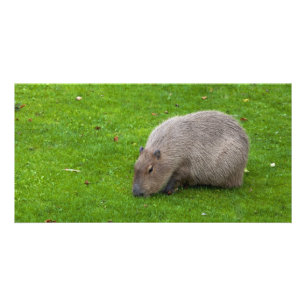 Capybara Photo Card