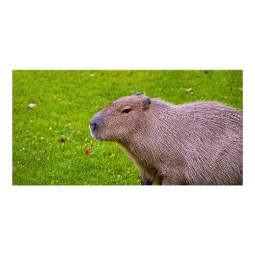 Capybara Photo Card