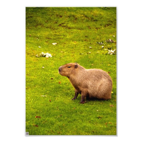 Capybara Photo Print